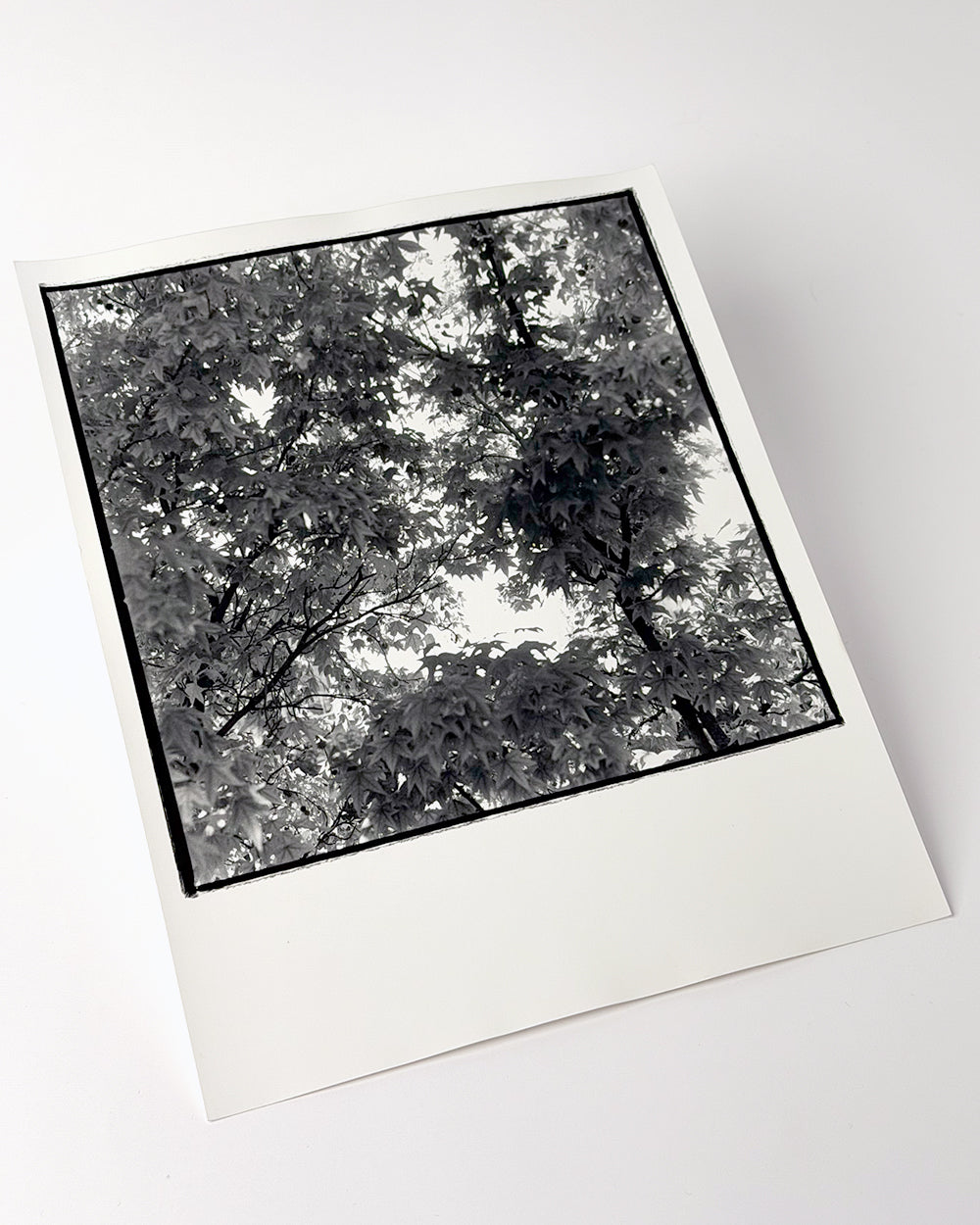 Trees at Port d' Arsenal - Tarek Mourad - Test print