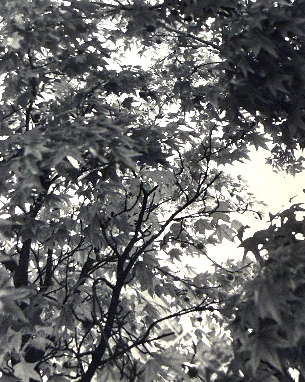 Trees at Port d' Arsenal - Tarek Mourad - Test print